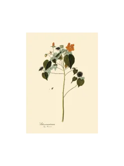 New Søstrene Grene Schweiz Poster A3 Multi